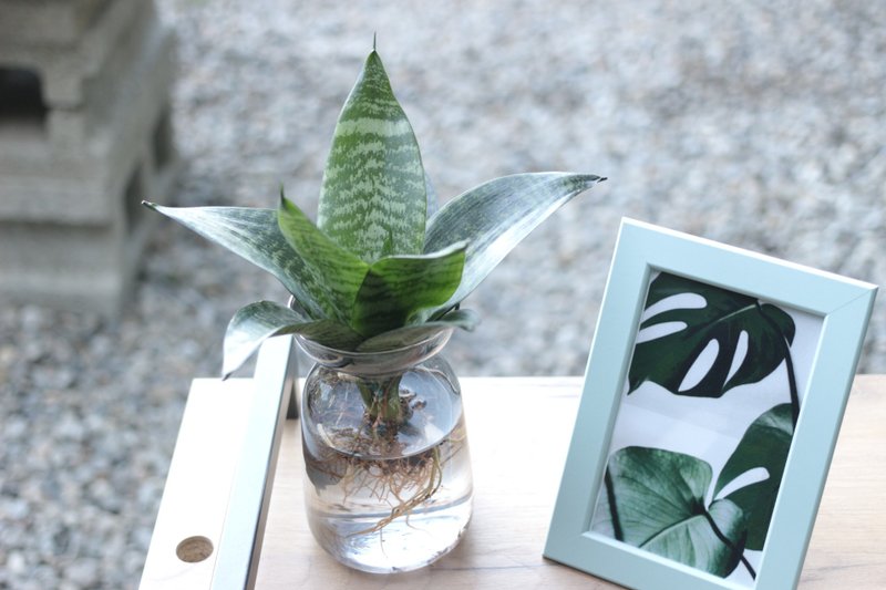 水培植栽│短葉虎尾蘭_室內植物 辦公室盆栽 店內擺設 植物  禮物 - 植栽/盆栽 - 玻璃 