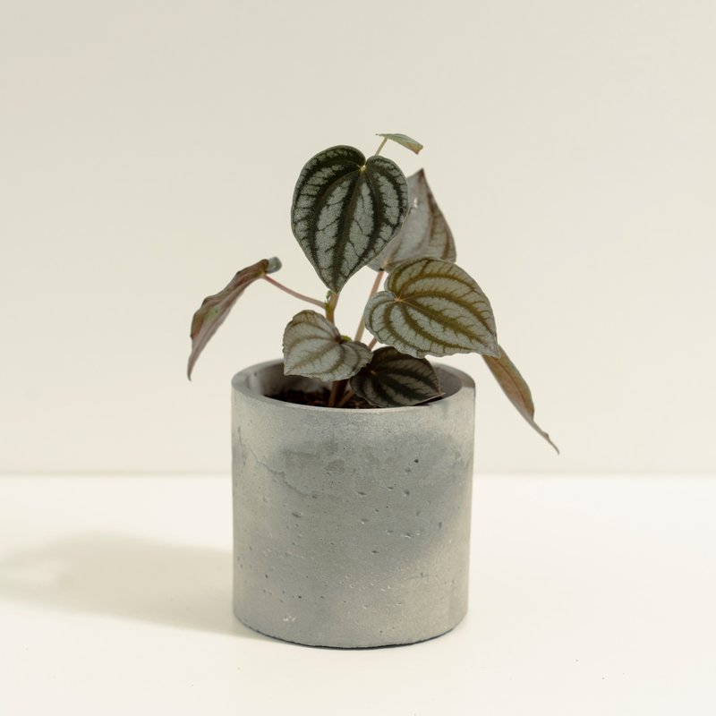 兔耳椒草│泥作系列│福所栽 - 盆栽/植栽 - 水泥 銀色
