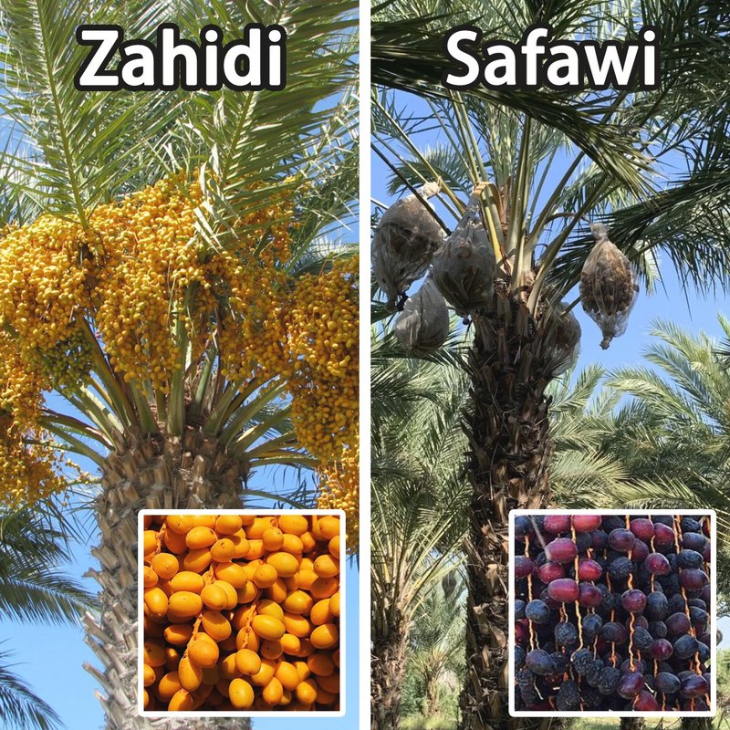 Date Palm Seeds (Zahidi + Safawi) 10 #Imported Pure Breed - Plants - Plants & Flowers Brown