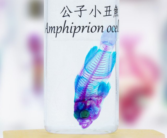 透明な生物標本 - Amphiprion ocellaris - ショップ fishheart