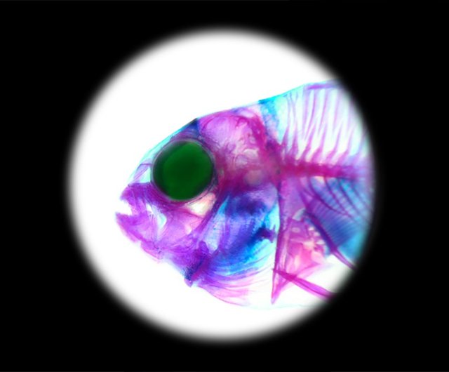 透明な生物標本 - Amphiprion ocellaris - ショップ fishheart
