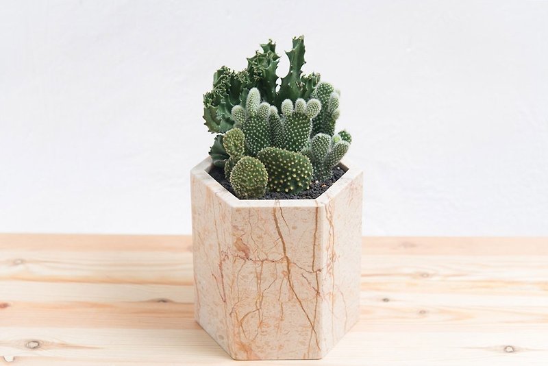 Hexagonal Cactus in Marble Group | Ascension Housewarming Opening Multi Meat Pot - Plants - Stone White