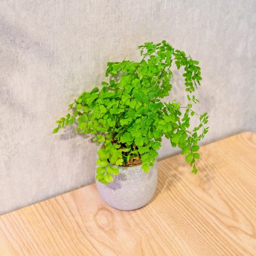 巧繪網植物館 鐵線蕨 桌上型水泥盆栽 觀葉植物 禮物 盆栽 交換禮物 辦公室小物