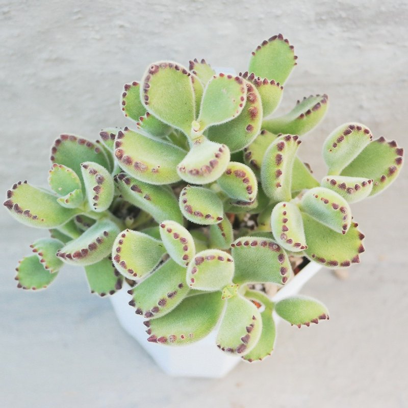 [Doudou Succulent][Green Bear Boy]Housewarming│Gifts│Promotion│Succulents - Plants - Plants & Flowers 