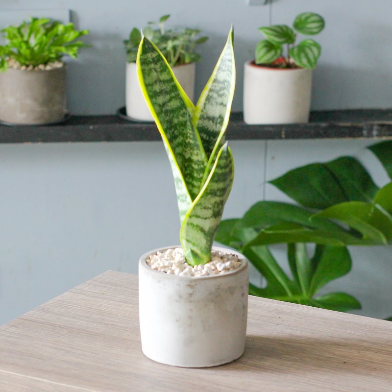 [Lazy Leaf Watching] Sansevieria small potted home office - Plants - Plants & Flowers Green