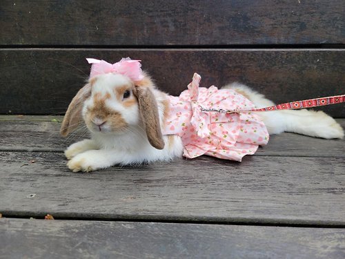 Avondream 手創小舖 Q1-手工寵物生日帽子寵物髮飾頭套兔兔牽繩衣配件兔子花圈