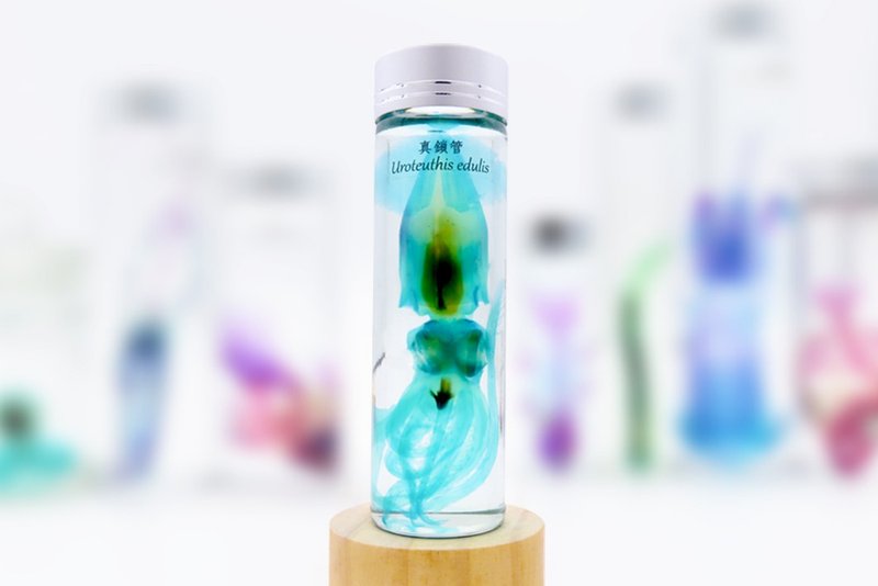 透明生物標本 - 真鎖管 Uroteuthis edulis (大) - 擺飾/家飾品 - 玻璃 