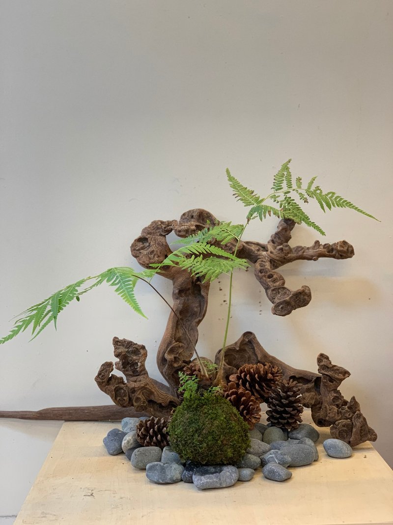 金狗毛苔球 - 盆栽/植栽 - 植物．花 綠色