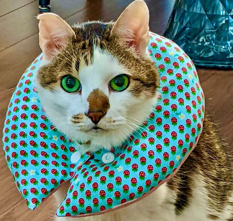 This is protective devices for cats. It's Elizabethan collar for cats. - ปลอกคอ - ผ้าฝ้าย/ผ้าลินิน สีน้ำเงิน