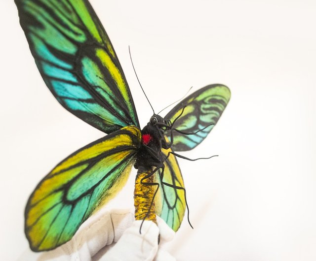 レアデック　Butterfly Alexandra Birdwing Butterfly Replica 20cm Custom Artistic