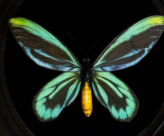 Alexandra Birdwing Butterfly Replica 20cm Custom Artistic