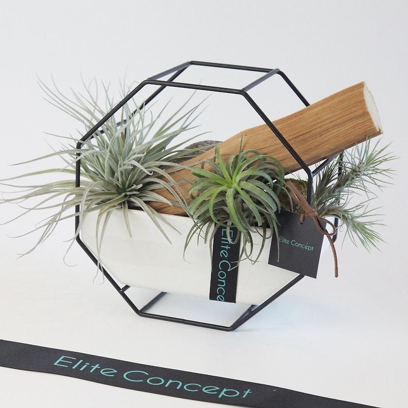 Air pineapple/table plant - ตกแต่งต้นไม้ - พืช/ดอกไม้ สีเขียว