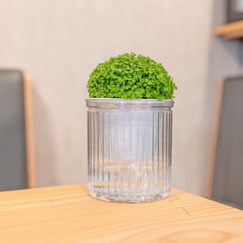 冰淇淋捲柏 免澆水盆栽 室內植物 觀葉植物  禮物 辦公室小物 - 盆栽/植栽 - 植物．花 