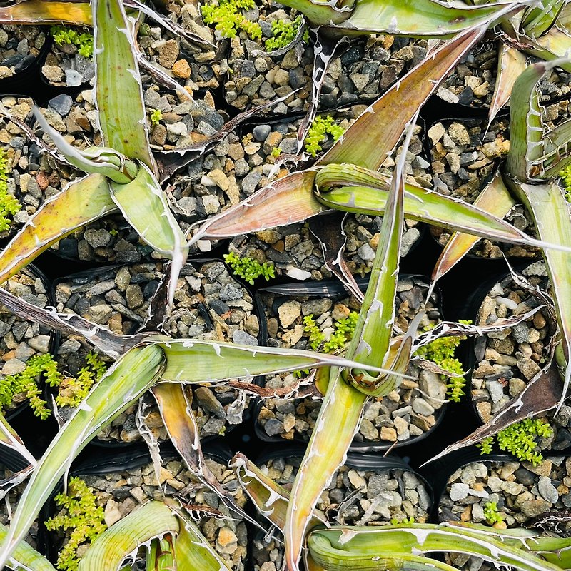 Rainxpluie knows the rain as mud succulents•Agave•Agave xylonacantha - Plants - Plants & Flowers Green