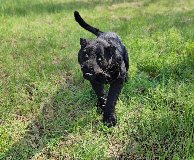 パンサー 本物のようなヒョウ ヤマネコ リアルな動物 - ショップ PawsandTailsUA 人形・フィギュア - Pinkoi