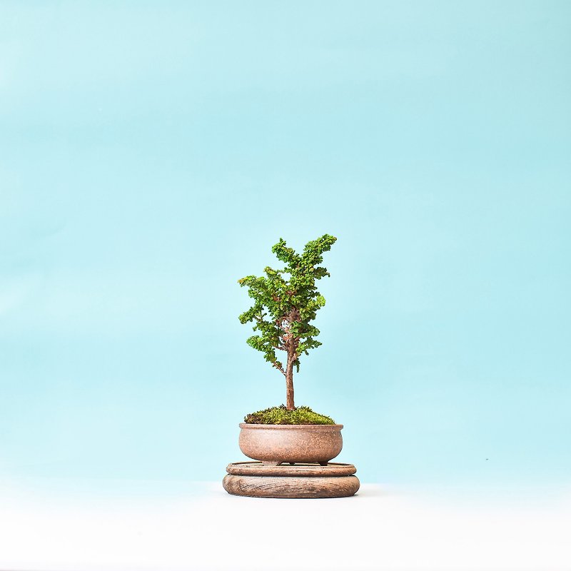 Sekka Hinoki Cypress | Bonsai Planet HK - Plants - Plants & Flowers 