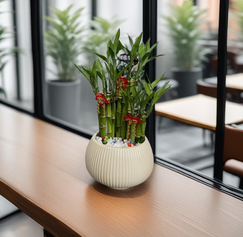 【開運竹】水植盆栽 新居喬遷開幕送禮居家店面擺設 - 盆栽/植栽 - 陶 