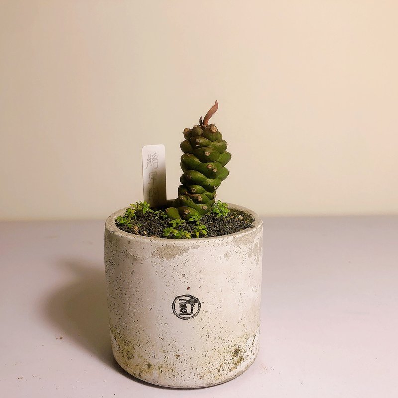 【野草不野-限時販售】將軍閣 / 大杯盆 - 盆栽/植栽 - 植物．花 綠色
