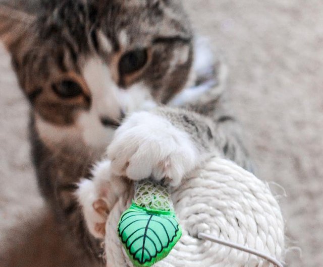 mint stick cat toy