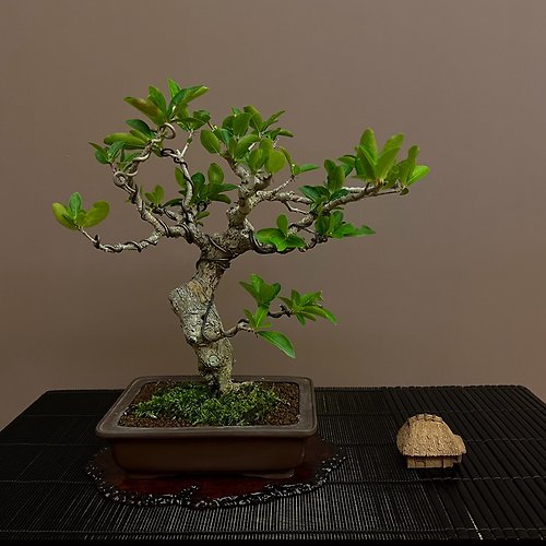 mu bonsai 茉莉愛草 小品西印度櫻桃∣稀有盆景