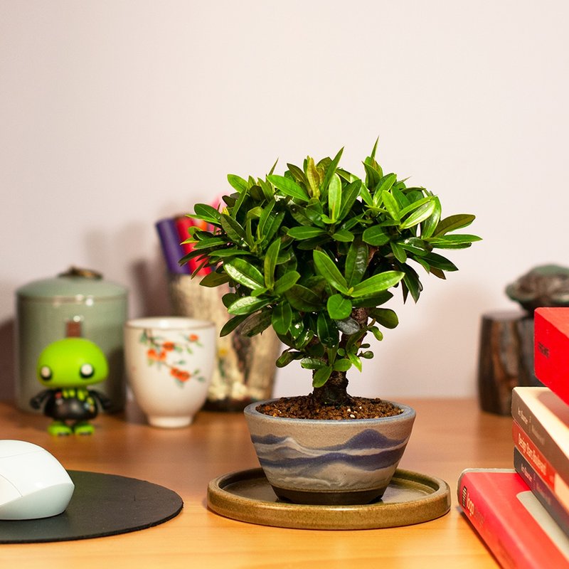 [Recommended Planting] Ixora bonsai balcony window sill plant - ตกแต่งต้นไม้ - พืช/ดอกไม้ 