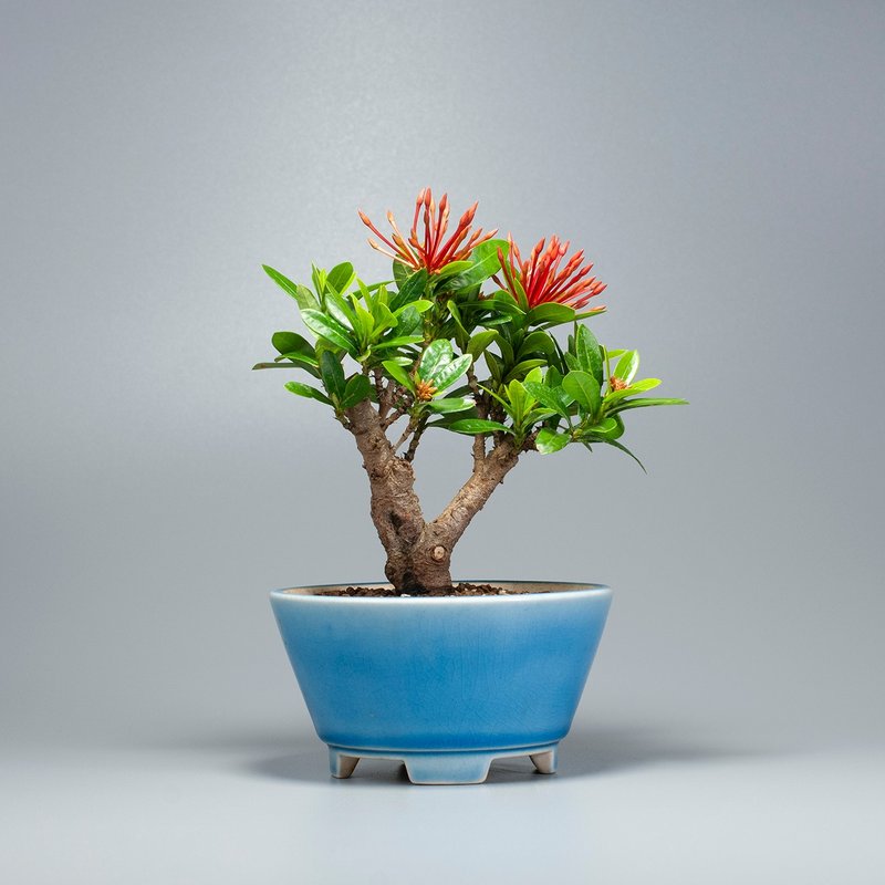 【推薦植栽】仙丹花 小品盆景 窗台植物 - 植栽/盆栽 - 植物．花 