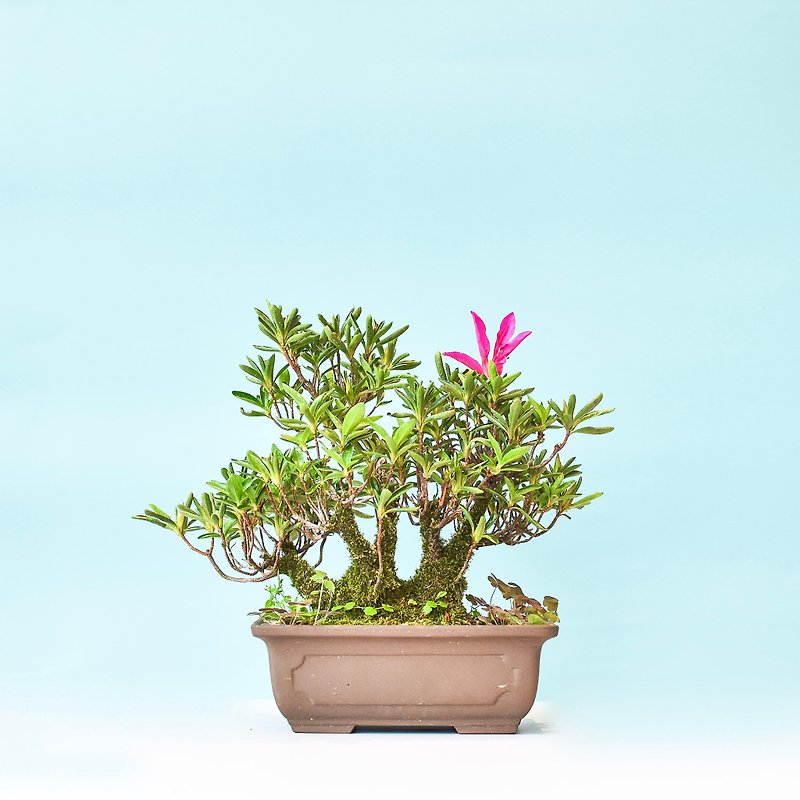 皋月杜鵑 (朝日の輝) Satsuki Azalea | 盆景星球 Bonsai Planet - 植物/盆栽/盆景 - 植物．花 