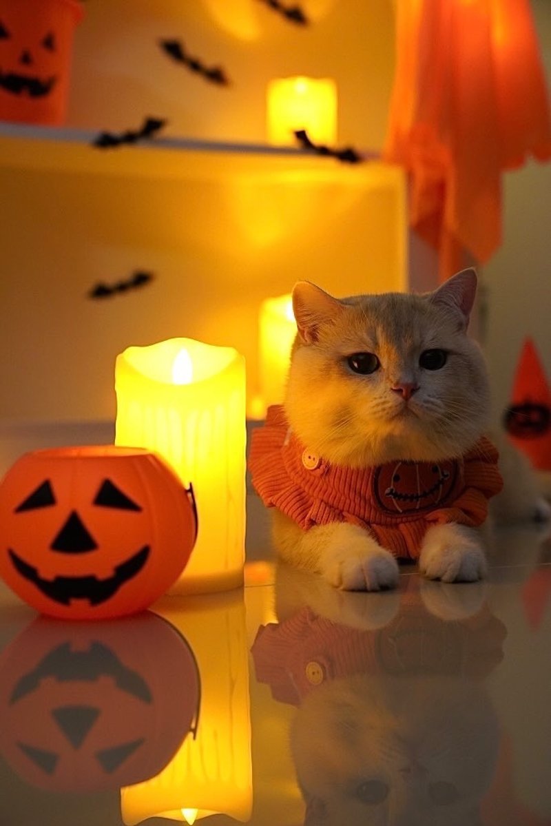 Collar Dog & Cat Halloween pumpkin collection. - 項圈/牽繩 - 棉．麻 橘色