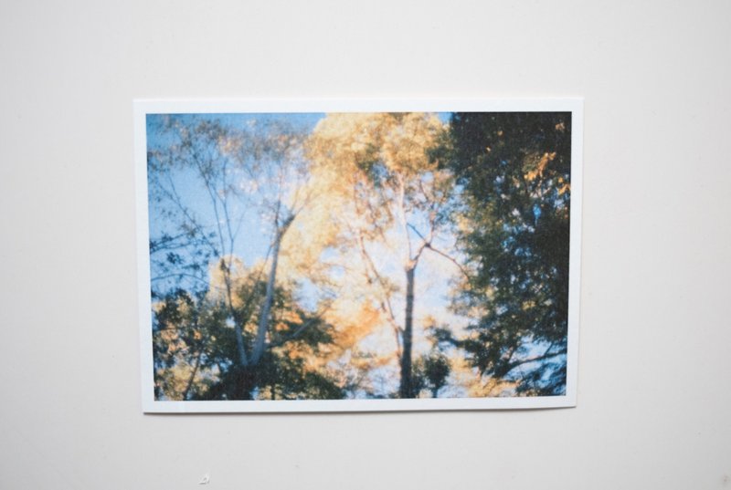 Photo postcard—light and shadow of trees - การ์ด/โปสการ์ด - กระดาษ 