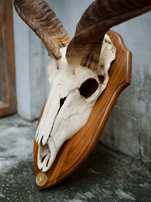 アフリカアンテロープの標本 - ショップ リボーン・アンティーク 置物