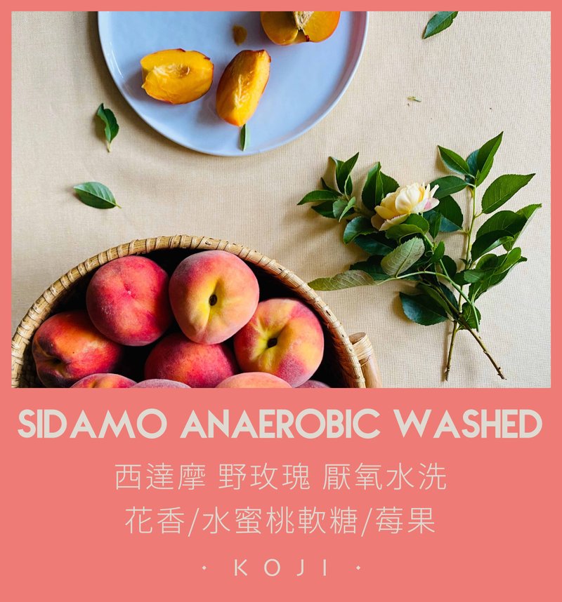 西達摩 野玫瑰 厭氧水洗 淺烘焙 咖啡豆 掛耳包 - 咖啡/咖啡豆 - 新鮮食材 白色