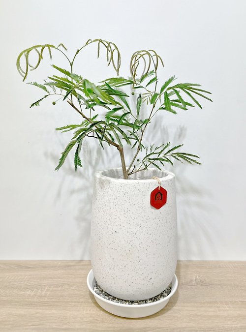 艾綠舍 小豆樹|日本當紅室內植物|寵物友善|【新竹地區限定免運】落地型