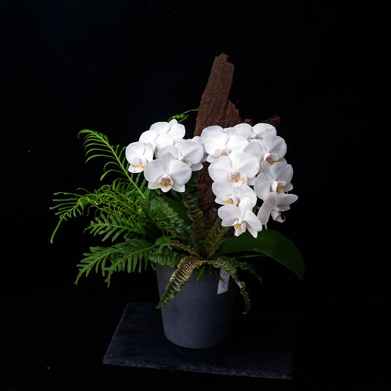 [Elegant Mountain Forest] Phalaenopsis Mountain View | Combination Potted Plants | Indoor Decoration | Opening Gifts - Plants - Plants & Flowers Multicolor