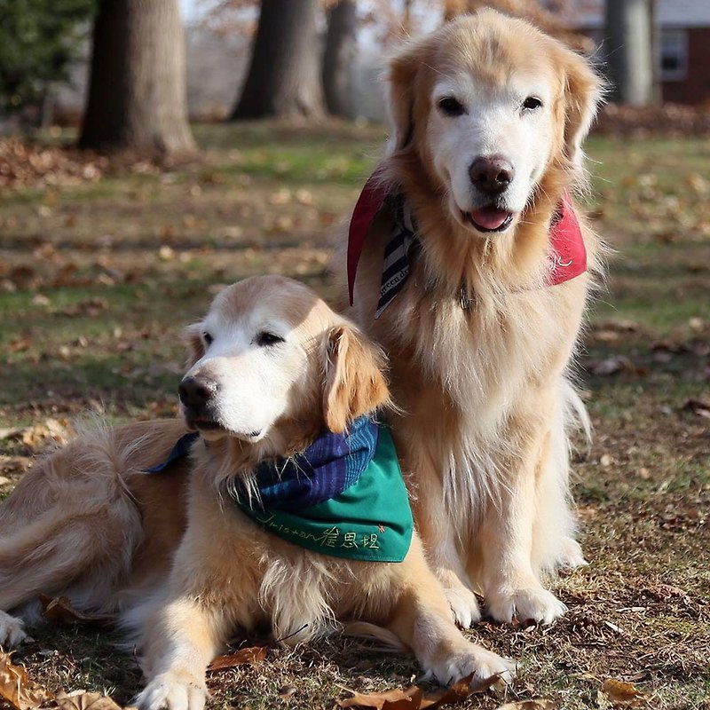 排他的な犬のスカーフ-カスタマイズ（大型犬）-青い格子縞 - 首輪・リード - コットン・麻 ブルー