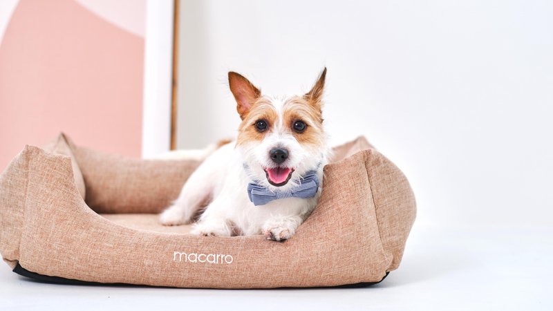 macarro pet latex bed cotton and Linen fabric hazelnut Brown - ที่นอนสัตว์ - น้ำยาง สีนำ้ตาล