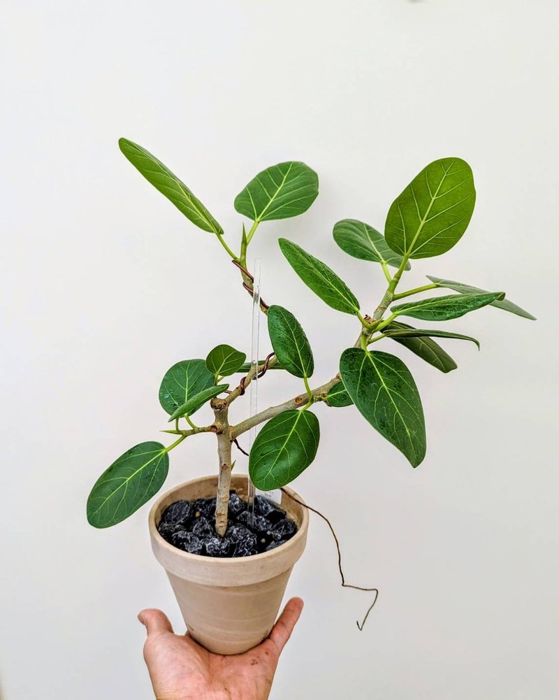 Miniature Ficus Alpine Ficus Ficus Benghalensis Banyan - Plants - Other Materials 