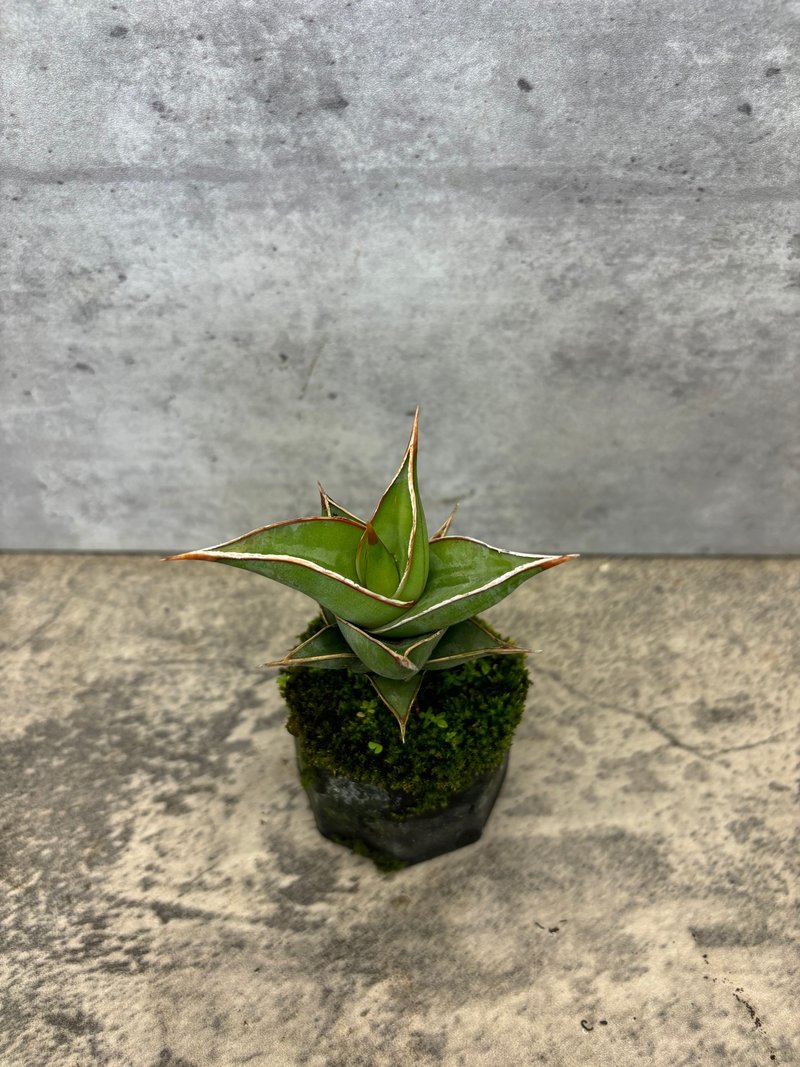 迷你姬鮑魚 多肉植物 療癒系小品 - 植栽/盆栽 - 植物．花 