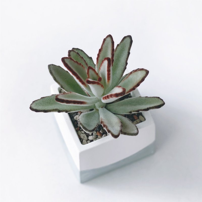 (Pre-Order) Morandi Green Series | Noble and Elegant Rose Black Rabbit Ear Square Cement Succulent Plant - Plants - Plants & Flowers Green