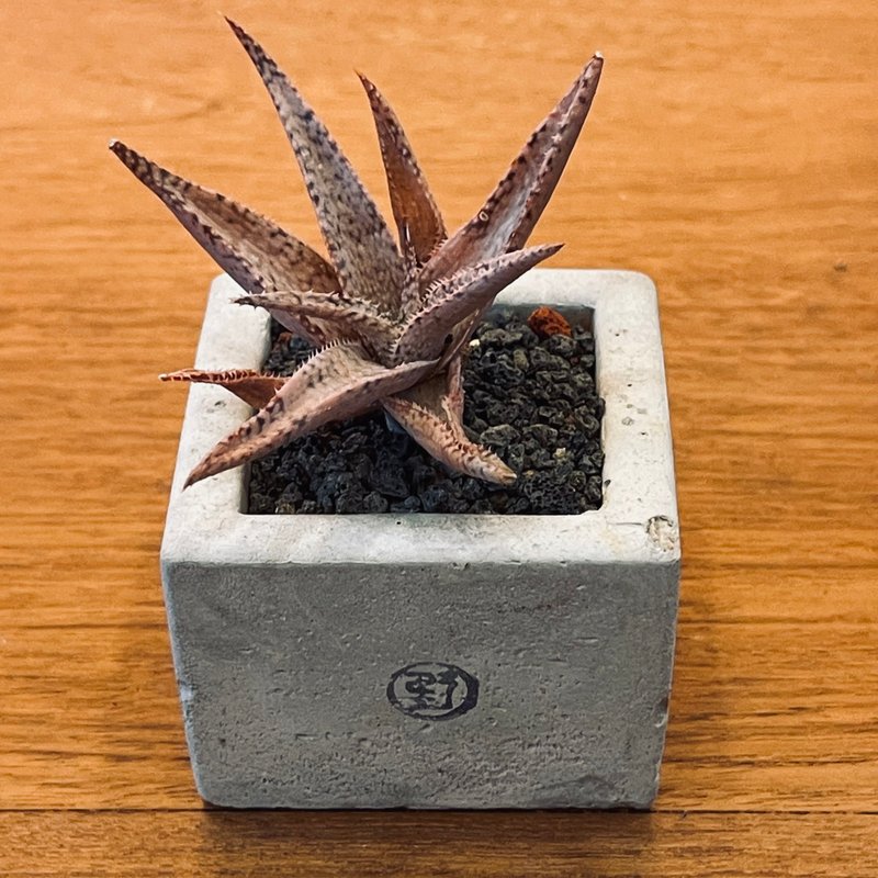 [Wild Grass, Not Wild - Limited Time Sale] Jade Palace / Square Basin - Plants - Plants & Flowers Green