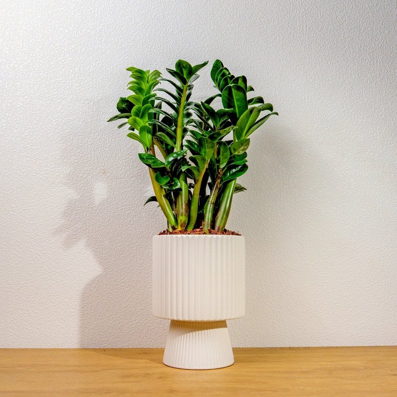 金錢樹白色高腳陶盆 桌上盆栽 室內植物 禮物 - 盆栽/植栽 - 植物．花 白色