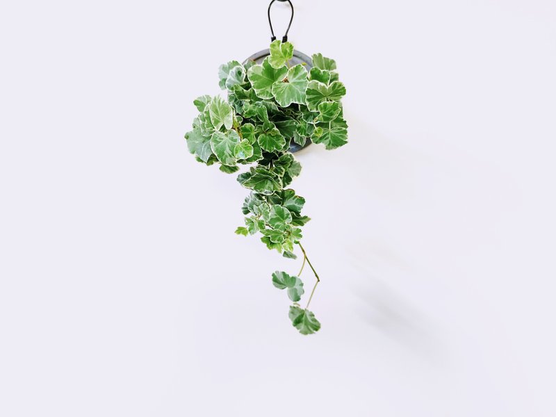 大麥町常春藤│水泥上板植栽│室內植物│窗邊植物│觀葉植物 - 盆栽/植栽 - 植物．花 綠色