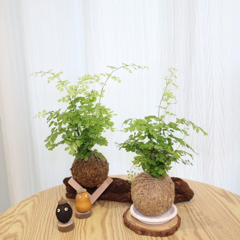 |鐵線蕨苔球| 贈送塑膠底座 / 植男人紳 手作苔球 - 植栽/盆栽 - 植物．花 綠色