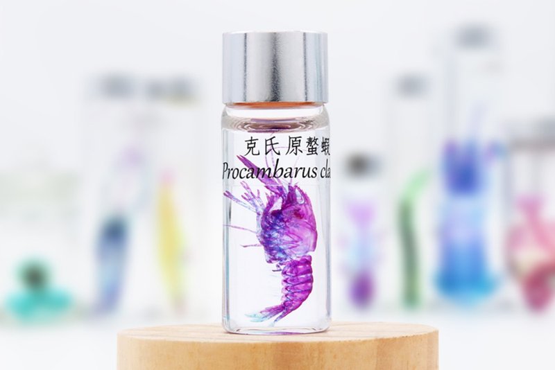 透明生物標本 - 克氏原螯蝦 Procambarus clarkii - 擺飾/家飾品 - 玻璃 