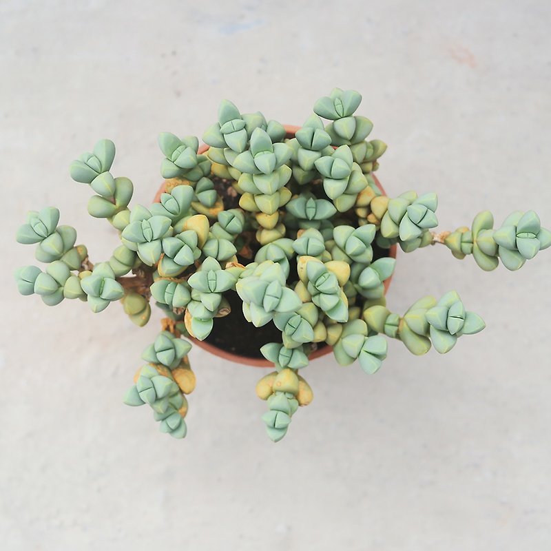 [Doudou Succulents] Housewarming│Gifts│Promotion│Succulent Plants│-Antlers and Begonia Xiao Laohu - Plants - Plants & Flowers 