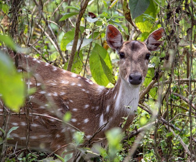 MUSK DEER ESSENTIAL OIL