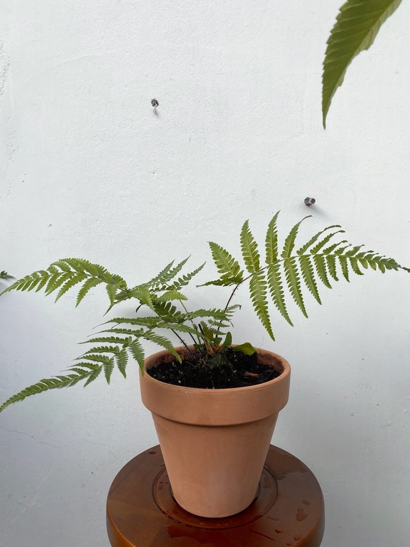 金狗毛蕨 義大利陶盆 - 植物/盆栽/盆景 - 植物．花 