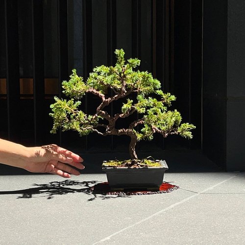 自然樹形の盆栽 初めて仕立てる黒松の模様木｜盆栽｜趣味時間