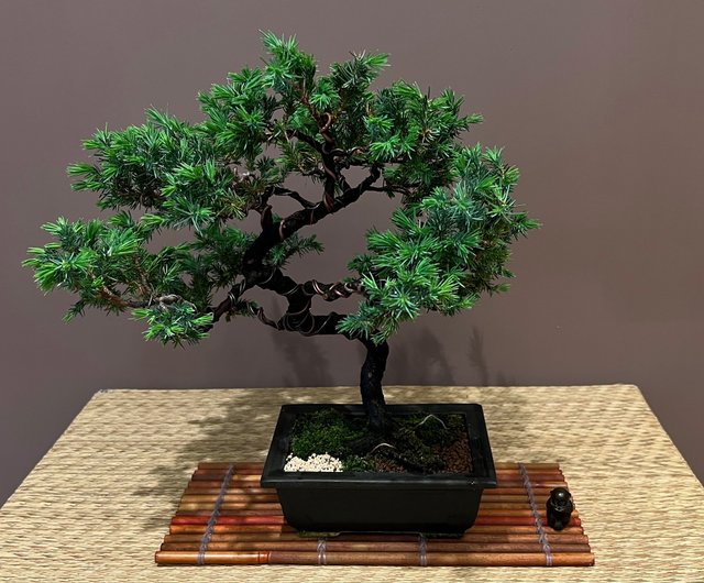 日本杜松∣展覽級中品盆景樹茶道意境- 設計館mu bonsai 茉莉愛草植物