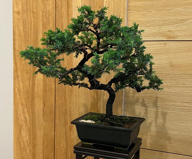 日本杜松∣展覽級中品盆景樹茶道意境- 設計館mu bonsai 茉莉愛草植物