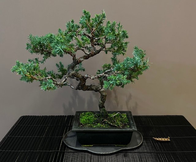 日本杜松∣展覽級中品盆景樹茶道意境- 設計館mu bonsai 茉莉愛草植物